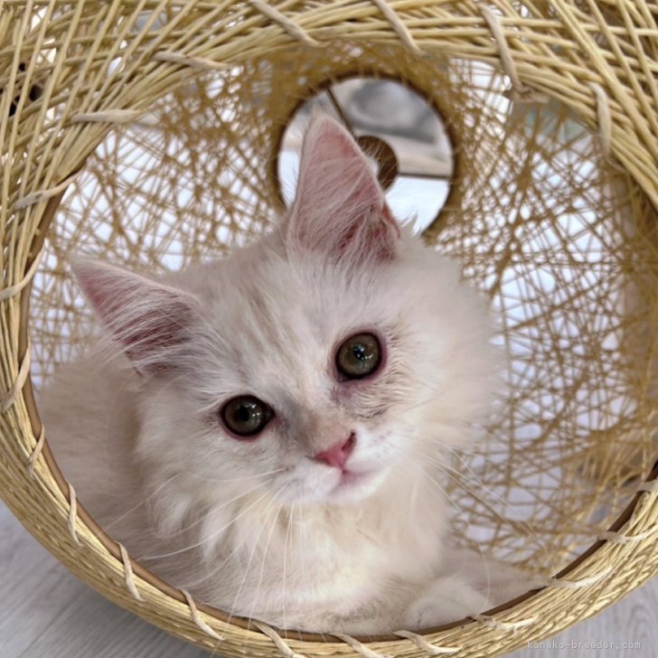 ブリーダー画像