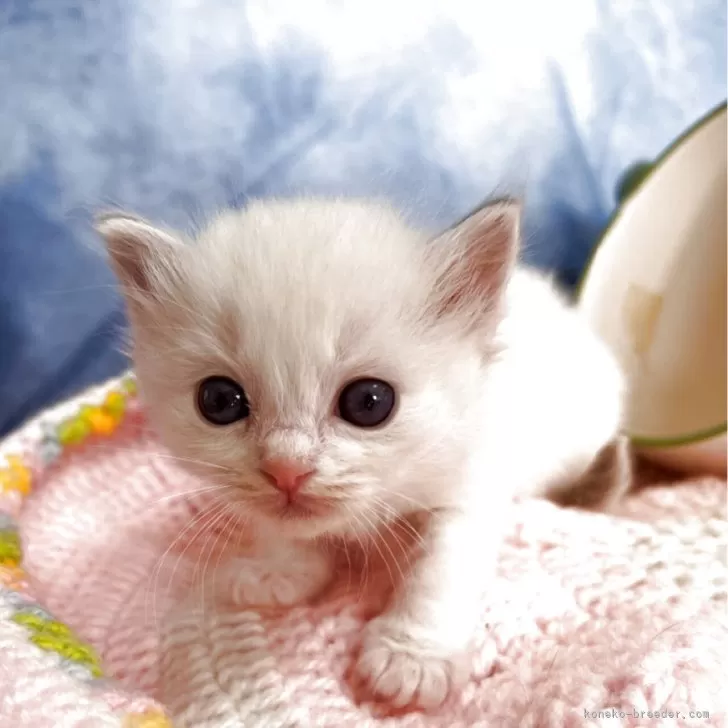 ID：2604-00275の子猫