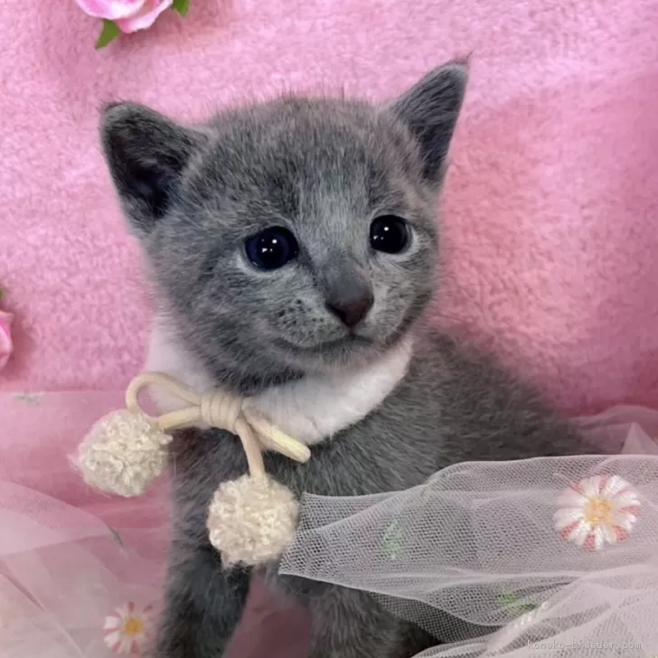 ID:2506-02884の子猫