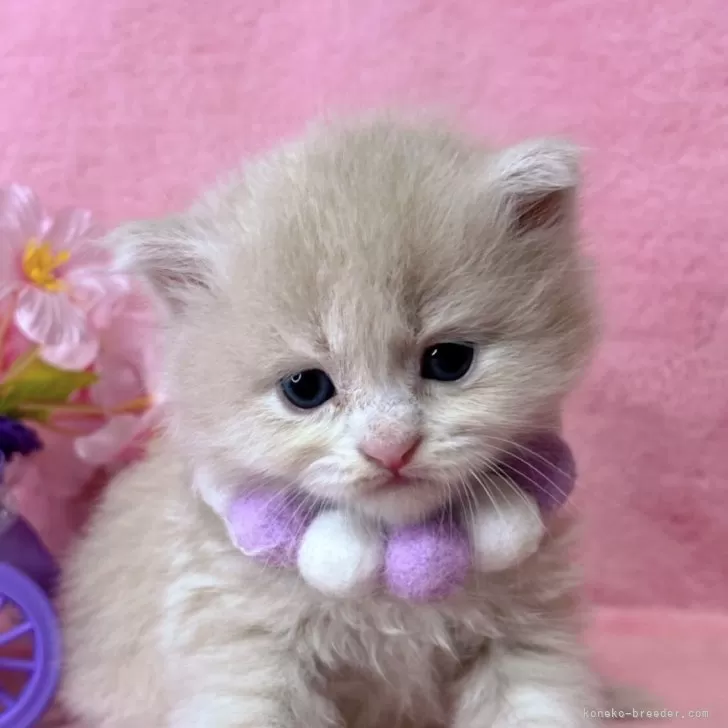 ID：2504-01952の子猫