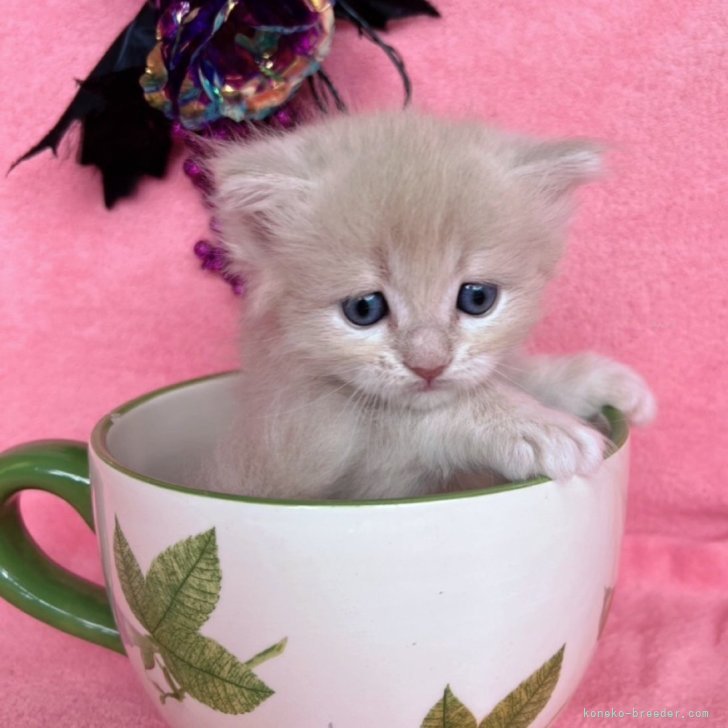 ブリーダー画像