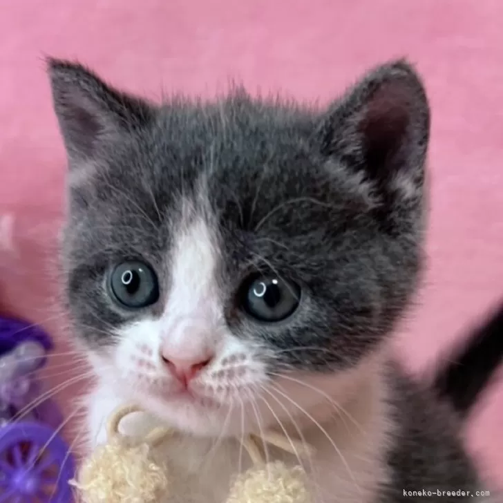 ID：2504-01256の子猫