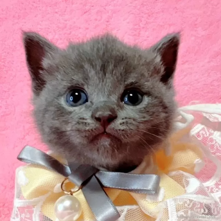 ID：2412-02786の子猫