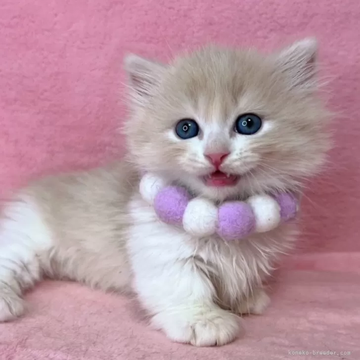 ID：2504-00905の子猫
