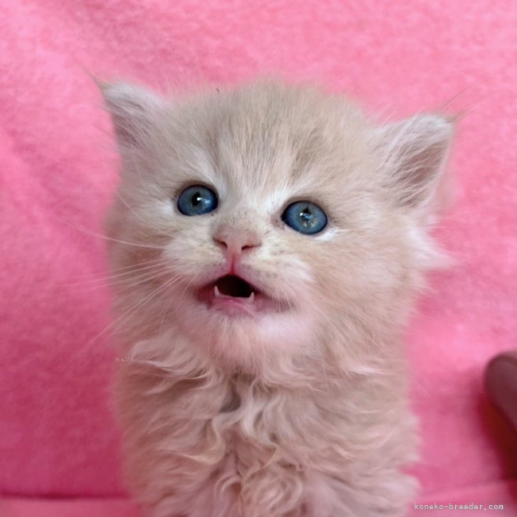 ブリーダー画像