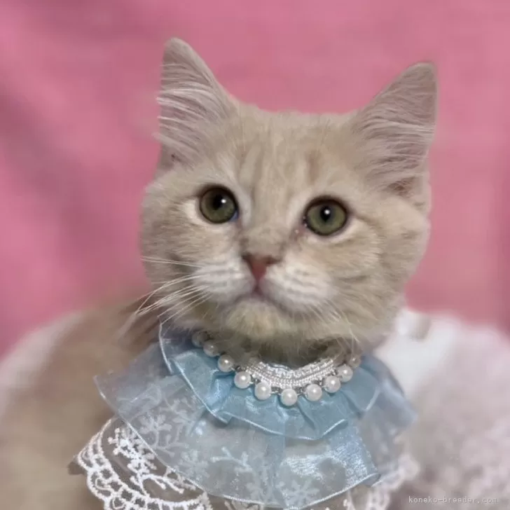 ID:2504-00491の子猫