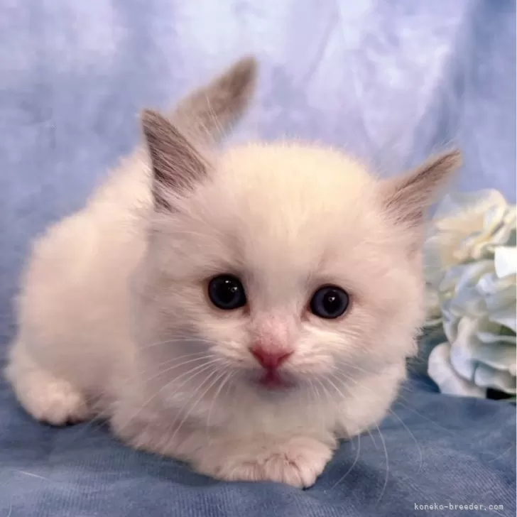 ID：2606-02133の子猫