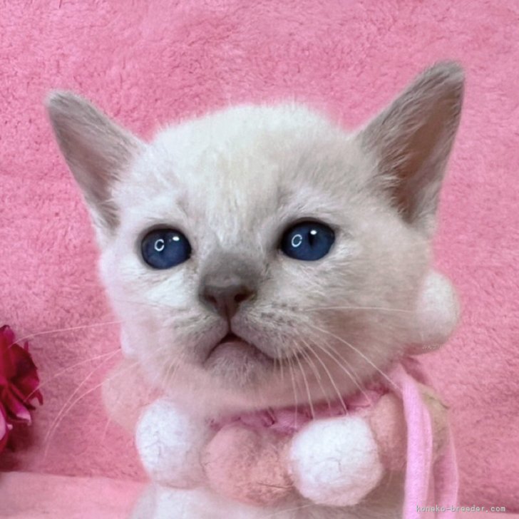 クマネコ親子ページ！ 商品紹介 ネコ OHIRUNE OKIDOKI KING CAT MERRY POP MOKO