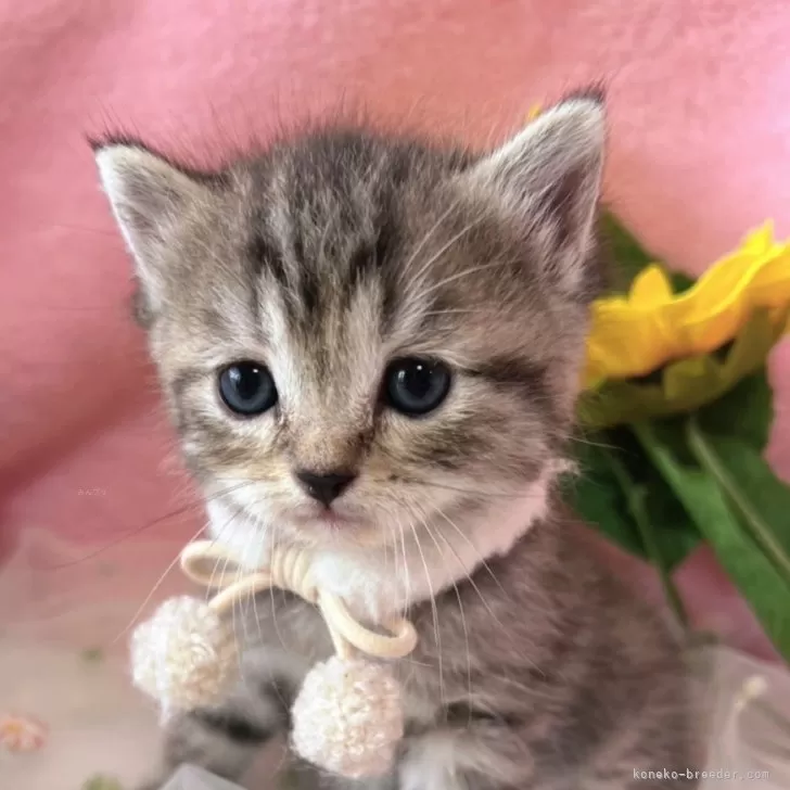 ID:2508-00856の子猫