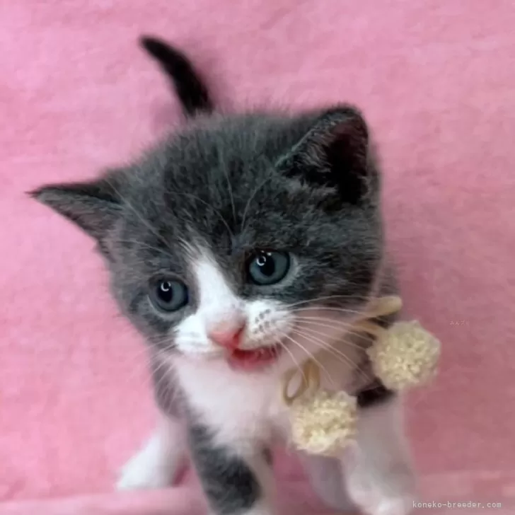 K.C 様のお迎えした子猫