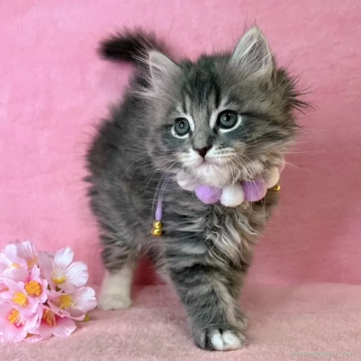 サイベリアン【千葉県・男の子・2024年12月17日・ブルータビー&amp;ホワイト】の写真1