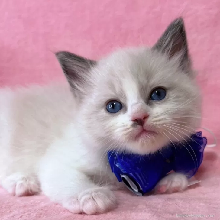 ID：2504-00888の子猫