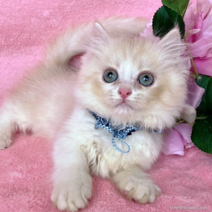 ブリーダー画像