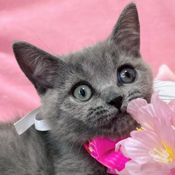 ID：2503-01642の子猫