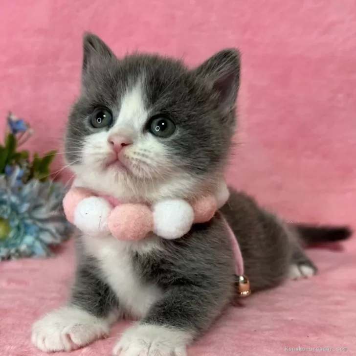 ID:2412-02794の子猫
