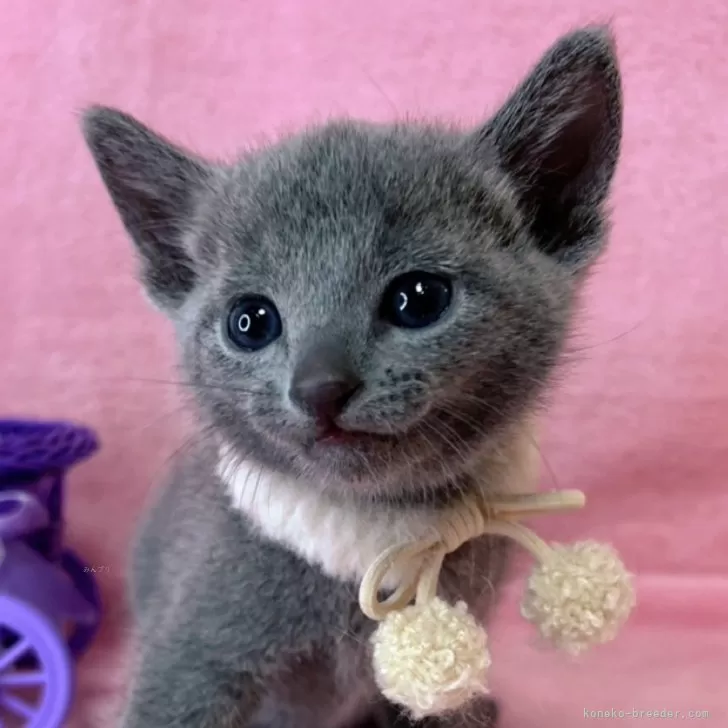 y 様のお迎えした子猫