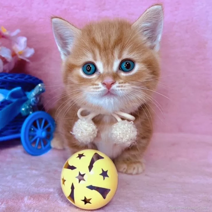 ID：2504-01377の子猫