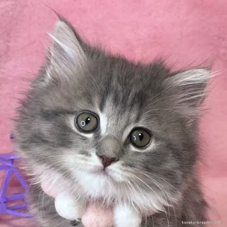 ID：2501-02180の子猫