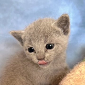 ロシアンブルー【千葉県・女の子・2025年11月3日・ブルー（短毛）】の写真「可愛い猫ちゃんをお安く提供。生命保証付き。」
