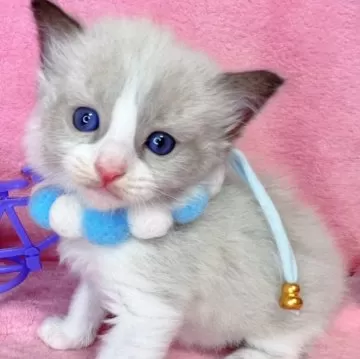 糸魚川翡翠と稀少石のお店「猫車（nekoguruma）」ビルマ産