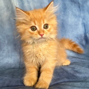 サイベリアン【千葉県・男の子・2025年8月30日・レッドタビー(グリーンリボン)（長毛）】の写真「生後6ヶ月まで生命保証付き。お土産付き。1」