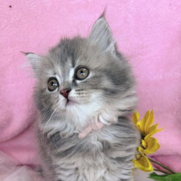 ラガマフィン【千葉県・女の子・2025年7月5日・ブルータビー（長毛）】の写真「生後8ヶ月迄、生命保証付き。お土産付き。」
