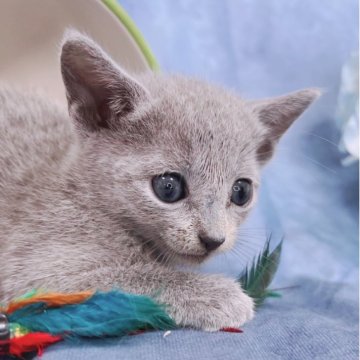ロシアンブルー【千葉県・男の子・2026年5月19日・ブルー（短毛）】の写真「生後6ヶ月まで、生命保証付き、お土産付き。」