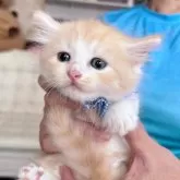マンチカン(長足)