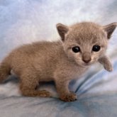 ロシアンブルー