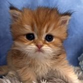 ブリティッシュショートヘア