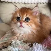 ブリティッシュロングヘア
