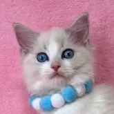 ラグドール【千葉県・男の子・2024年11月19日・ブルーポイントバイカラー】の写真1「可愛い子です。」