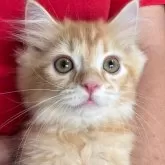 サイベリアン【千葉県・女の子・2025年8月29日・レッドタビー(ピンクリボン)】の写真2