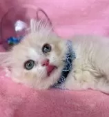 ミヌエット(短足)【千葉県・男の子・2025年7月4日・クリーム&ホワイト】の写真2