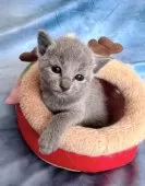 ロシアンブルー【千葉県・女の子・2025年11月3日・ブルー】の写真2