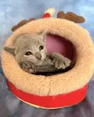 ロシアンブルー【千葉県・女の子・2025年11月3日・ブルー】の写真2