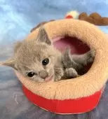 ロシアンブルー【千葉県・女の子・2025年11月3日・ブルー】の写真2