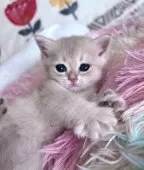 ブリティッシュショートヘア【千葉県・女の子・2026年1月15日・ブルーゴールデン】の写真3