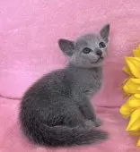 ロシアンブルー【千葉県・男の子・2025年7月24日・ブルー】の写真3