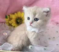 ブリティッシュショートヘア【千葉県・女の子・2025年6月2日・クリームタビー】の写真4