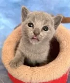 ロシアンブルー【千葉県・女の子・2025年11月3日・ブルー】の写真4