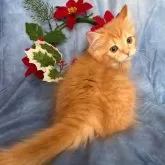 サイベリアン【千葉県・女の子・2025年8月29日・レッドタビー(ピンクリボン)】の写真4