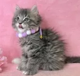 サイベリアン【千葉県・男の子・2024年12月17日・ブルータビー&ホワイト】の写真4