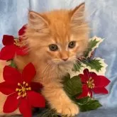 サイベリアン【千葉県・男の子・2025年8月29日・レッドタビー(グリーンリボン)】の写真4