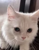 ミヌエット(短足)【千葉県・女の子・2025年8月22日・クリームタビー】の写真5