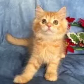 サイベリアン【千葉県・女の子・2025年8月29日・レッドタビー(ピンクリボン)】の写真5