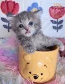 ラガマフィン【千葉県・女の子・2026年1月21日・ブルータビー】の写真5