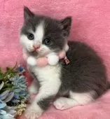 ブリティッシュショートヘア【千葉県・男の子・2024年11月20日・ブルー&ホワイト】の写真5