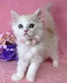 ラガマフィン【千葉県・女の子・2025年2月15日・クリーム&ホワイト】の写真5