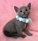 ロシアンブルー【千葉県・男の子・2025年1月30日・ブルー】の写真5